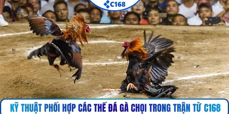 Kỹ thuật phối hợp các thế đá gà chọi trong trận từ C168